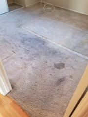 carpet stain